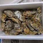 サロマ湖産カキ